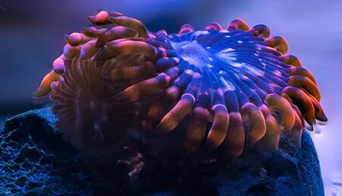 Technika focus stacking